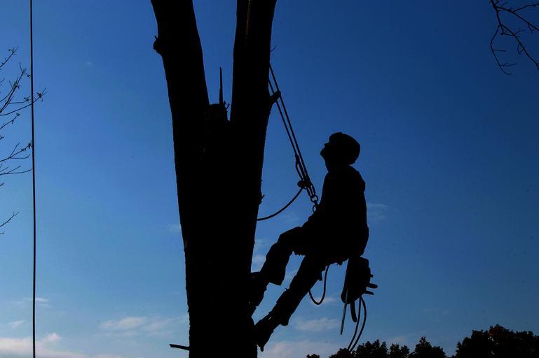 Tree Disease Treatment and Prevention Guide for Lorain Ohio Trees